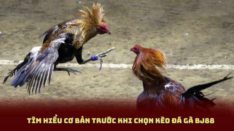 Tìm hiểu cơ bản trước khi Chọn Kèo Đá Gà BJ88