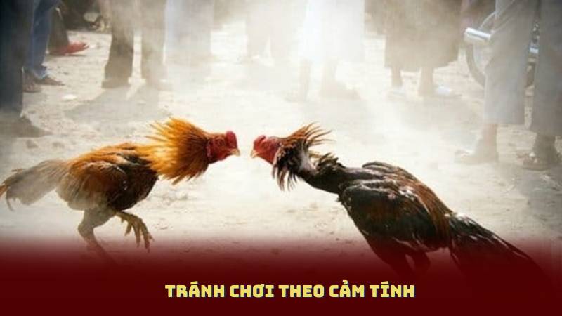 Tránh chơi theo cảm tính